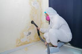 Trusted Carnegie, OK Mold Removal Experts